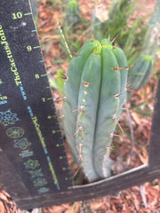 👑🌶️🌶️ Pala — Another 9” Tip
