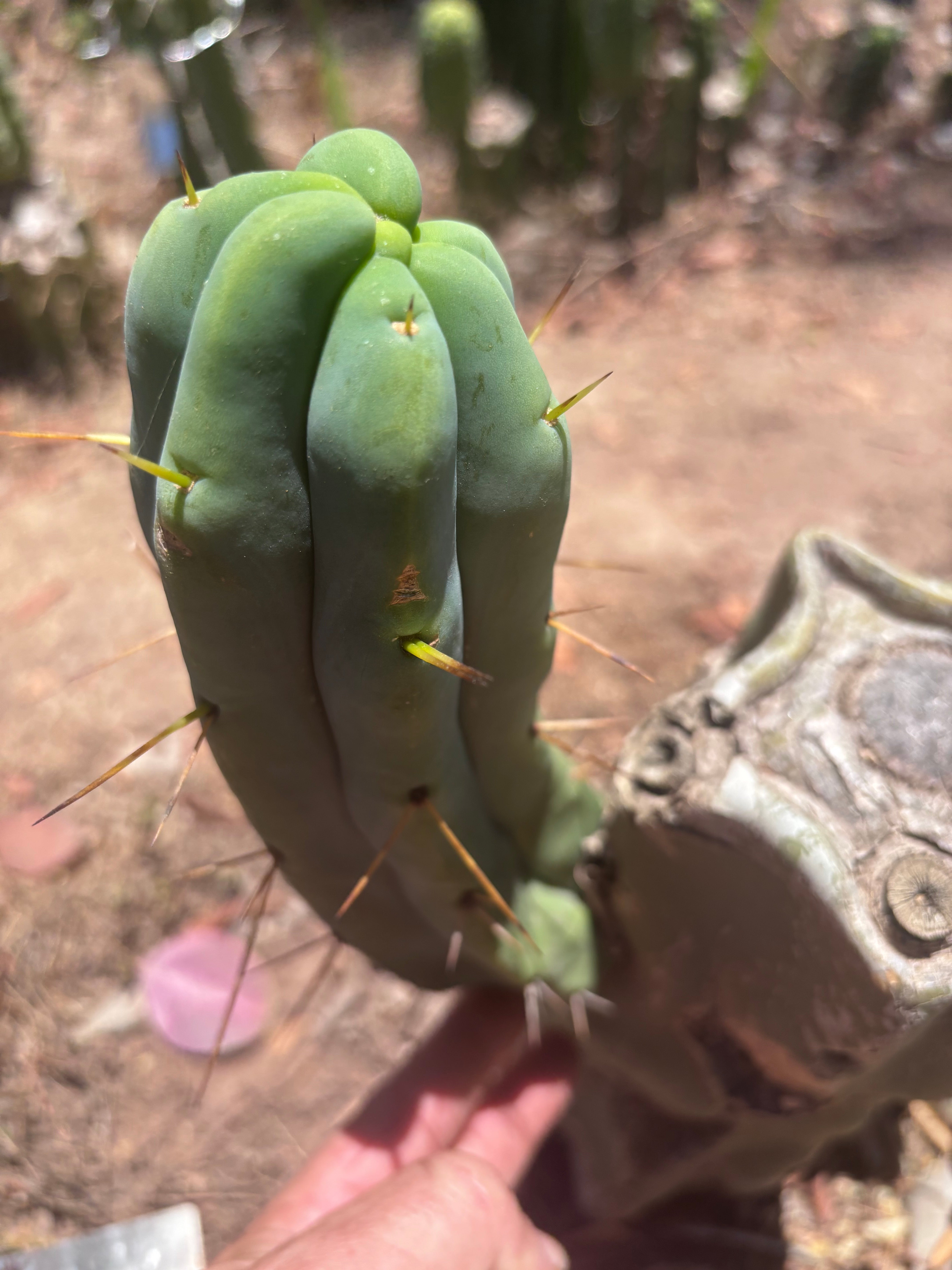 👑🌶️ Caballero — 9” Pup
