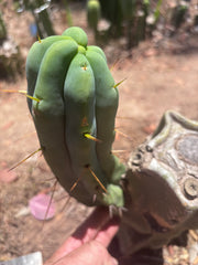 👑🌶️ Caballero — 9” Pup
