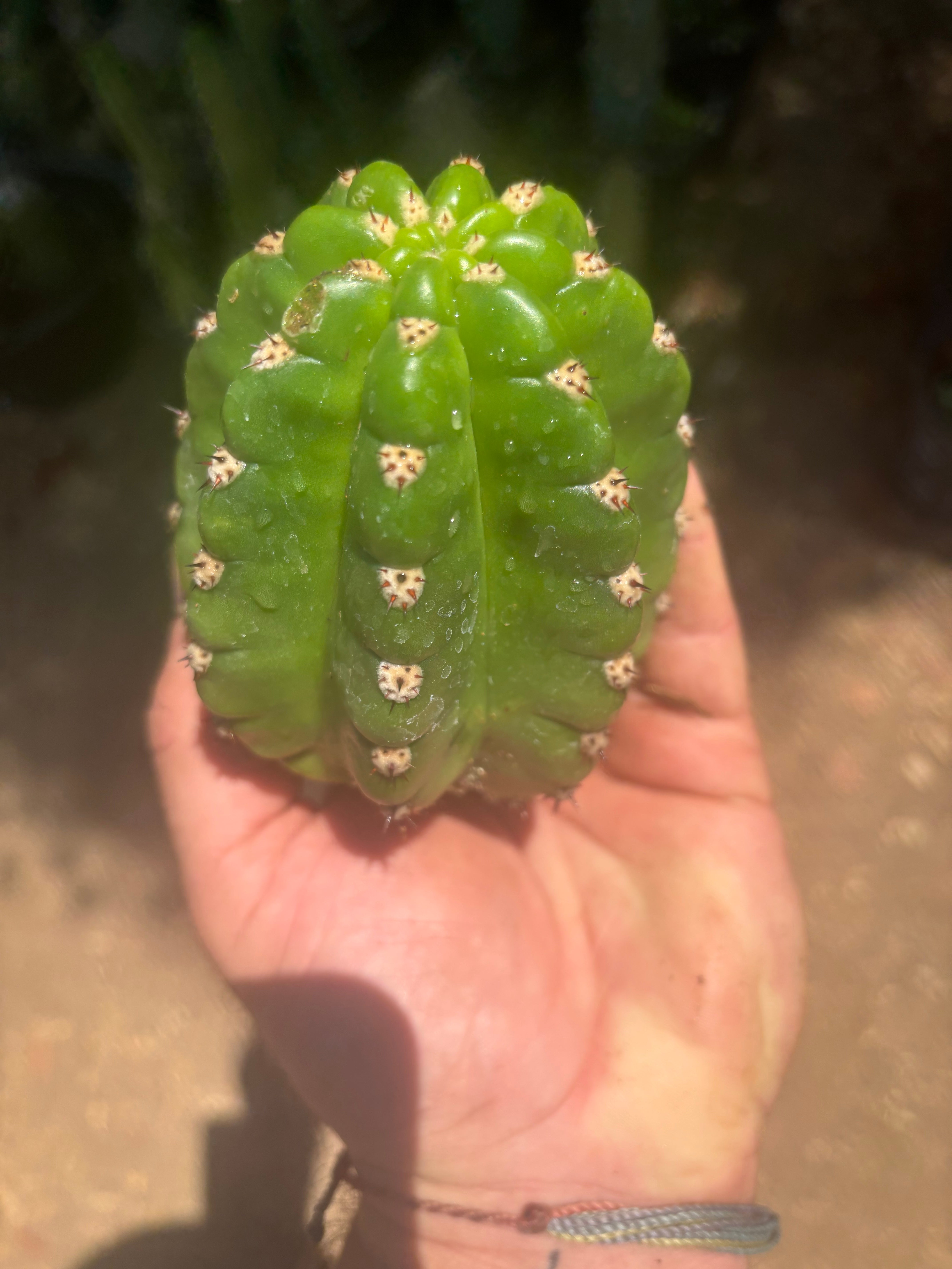 💎🦄💎 JS444 x Pluto (Cross Genus!) — Fat 5” Grenade