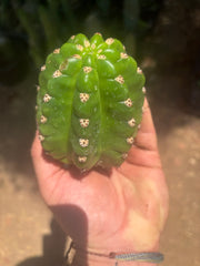 💎🦄💎 JS444 x Pluto (Cross Genus!) — Fat 5” Grenade