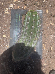 💎 Tacaquirensis — Massive 16” Pup