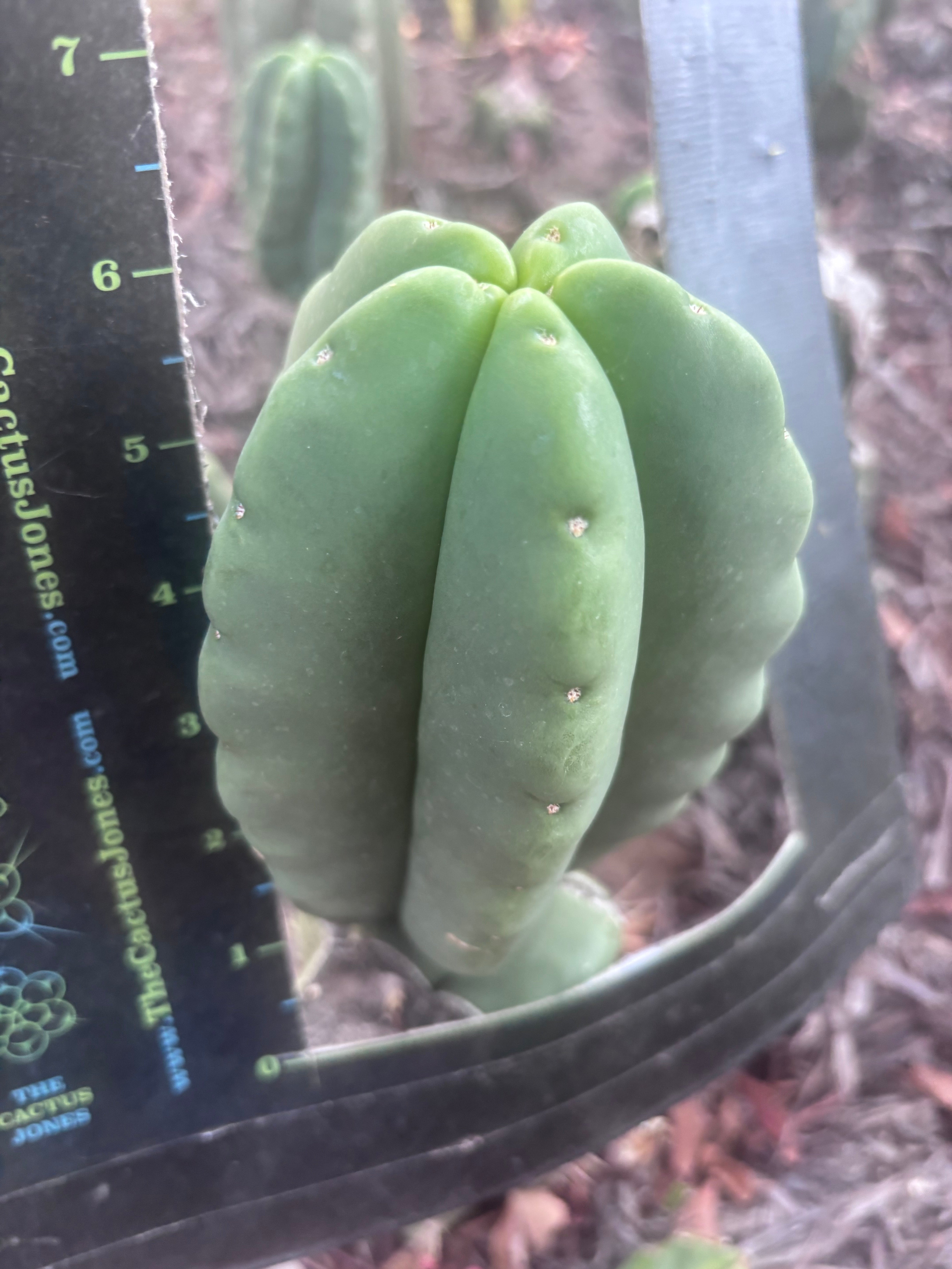 Custom Listing for Ron H