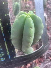 Custom Listing for Ron H