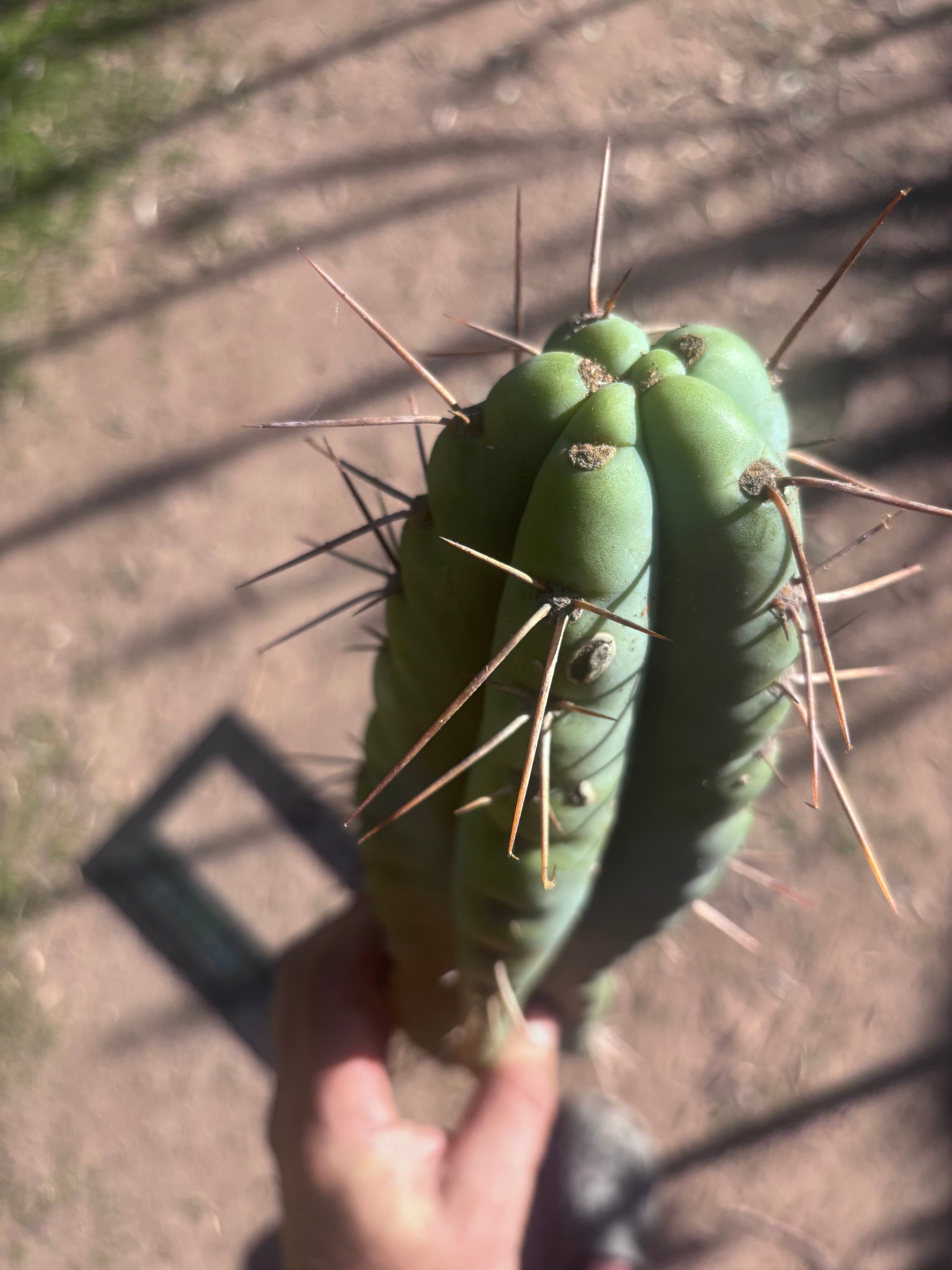 💎🌶️ NOM — XL 16” Tip