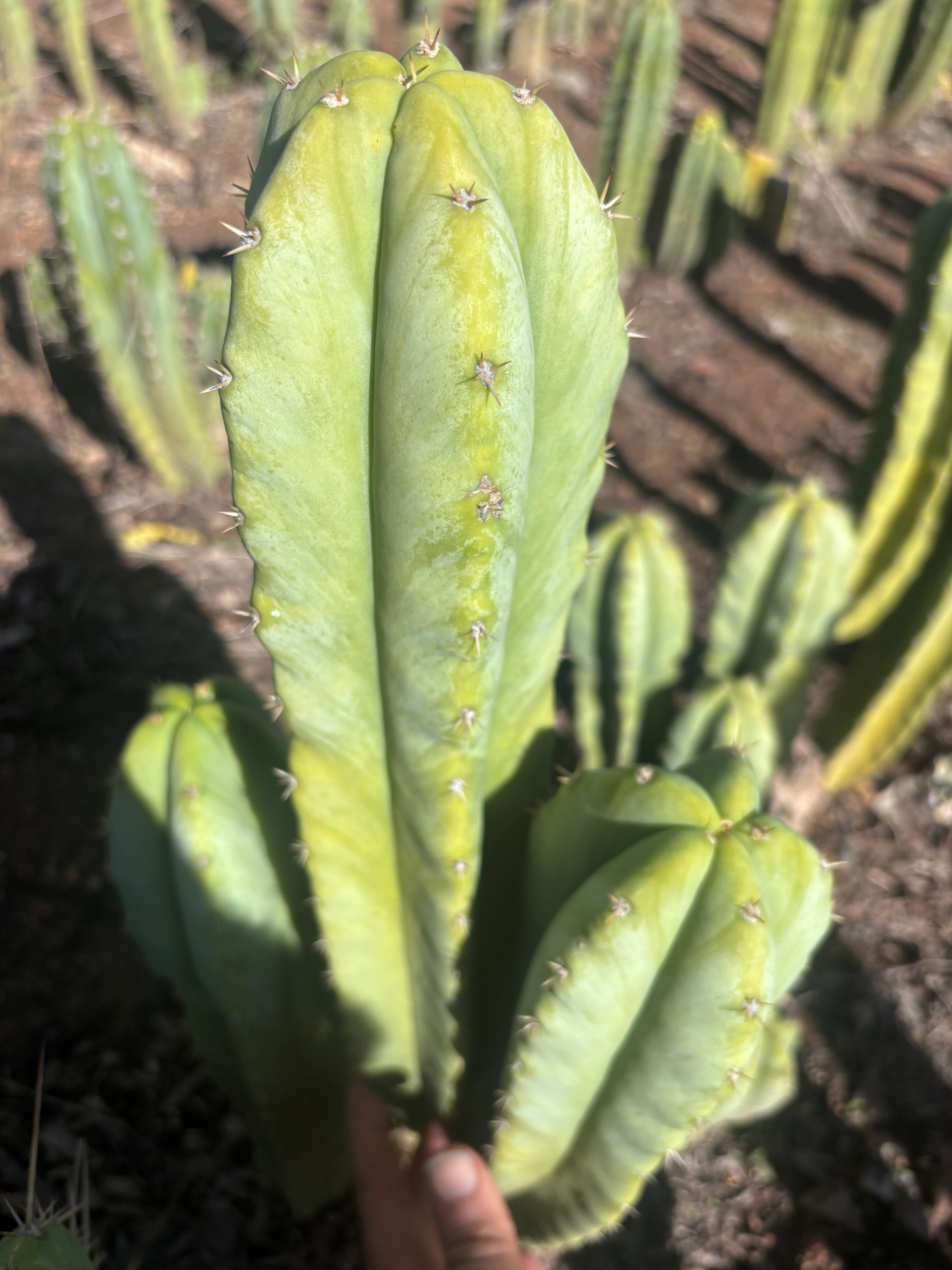 🌶️ Jada x Scop — XL 15” Pup