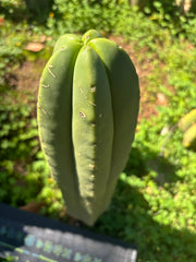 💎 Primo Aussie Scop  — 13” Tip