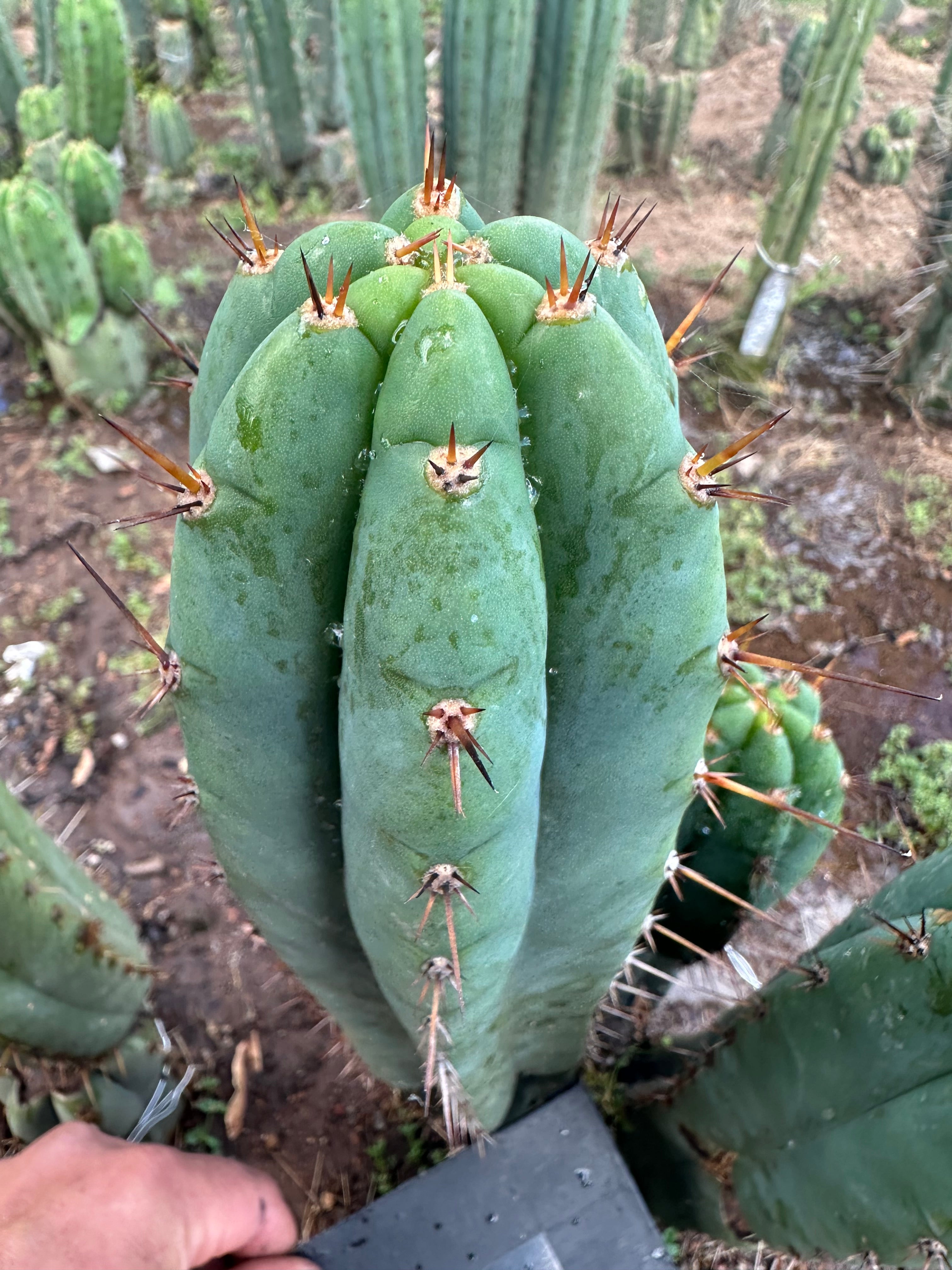 👑💎🌶️ Kimnach — Perfect 10” Tip