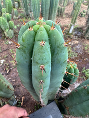 👑💎🌶️ Kimnach — Perfect 10” Tip