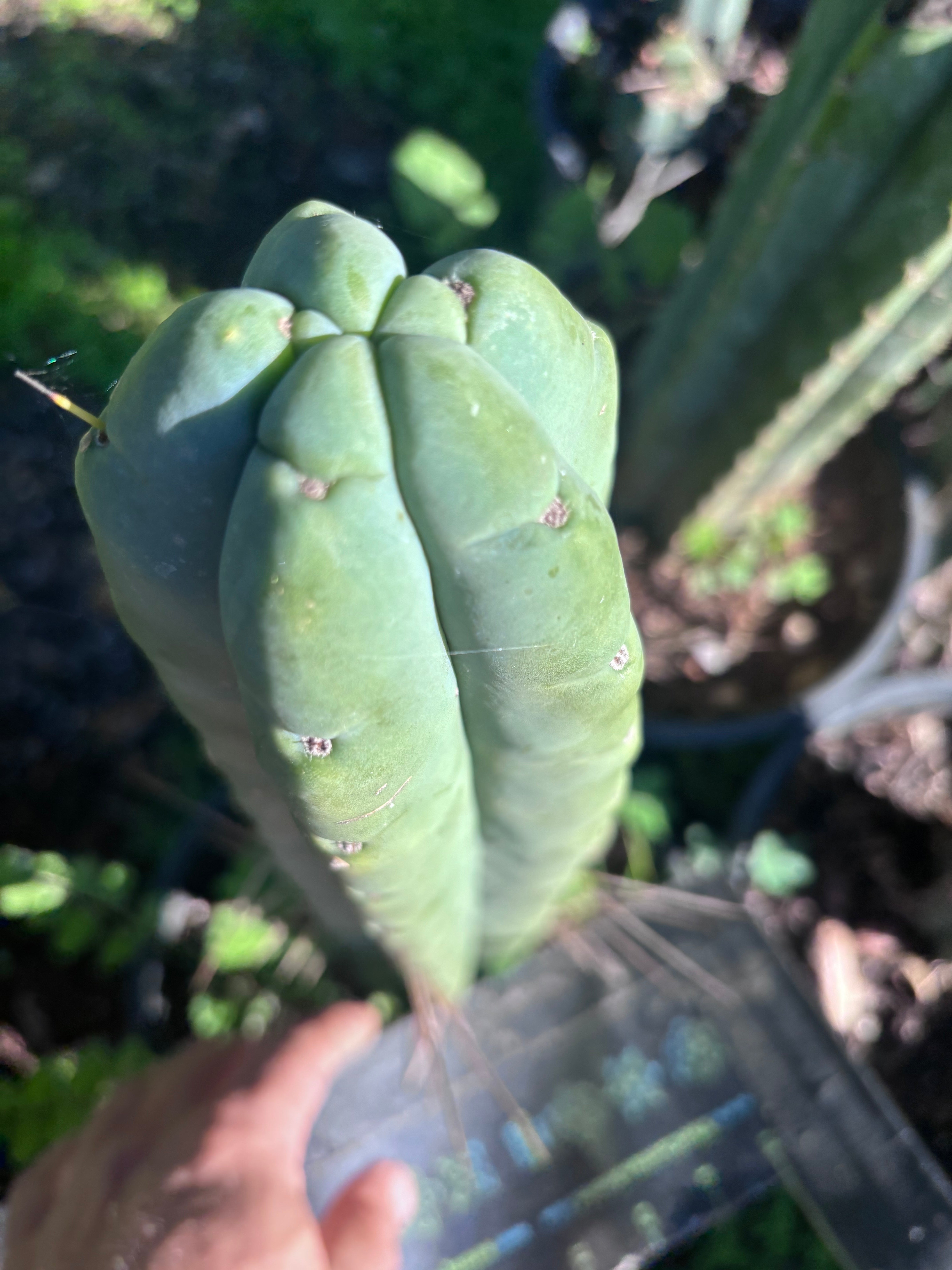 👑💎🌶️🌶️ Eileen — 14” Mega Tip