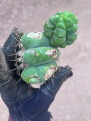 💎👑💎 Havran — Pupping Graft Grenade