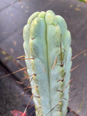 👑💎🌶️ TBQM  — Massive 12” Mid