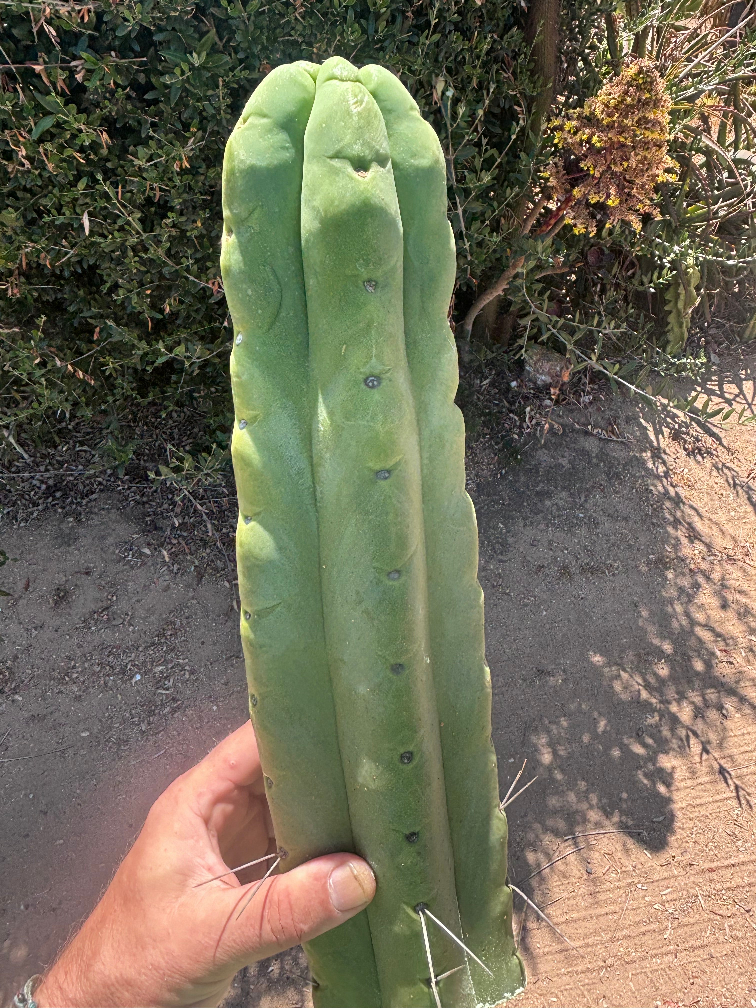 👑💎🌶️🌶️ Eileen — XL 14” Mega Tip