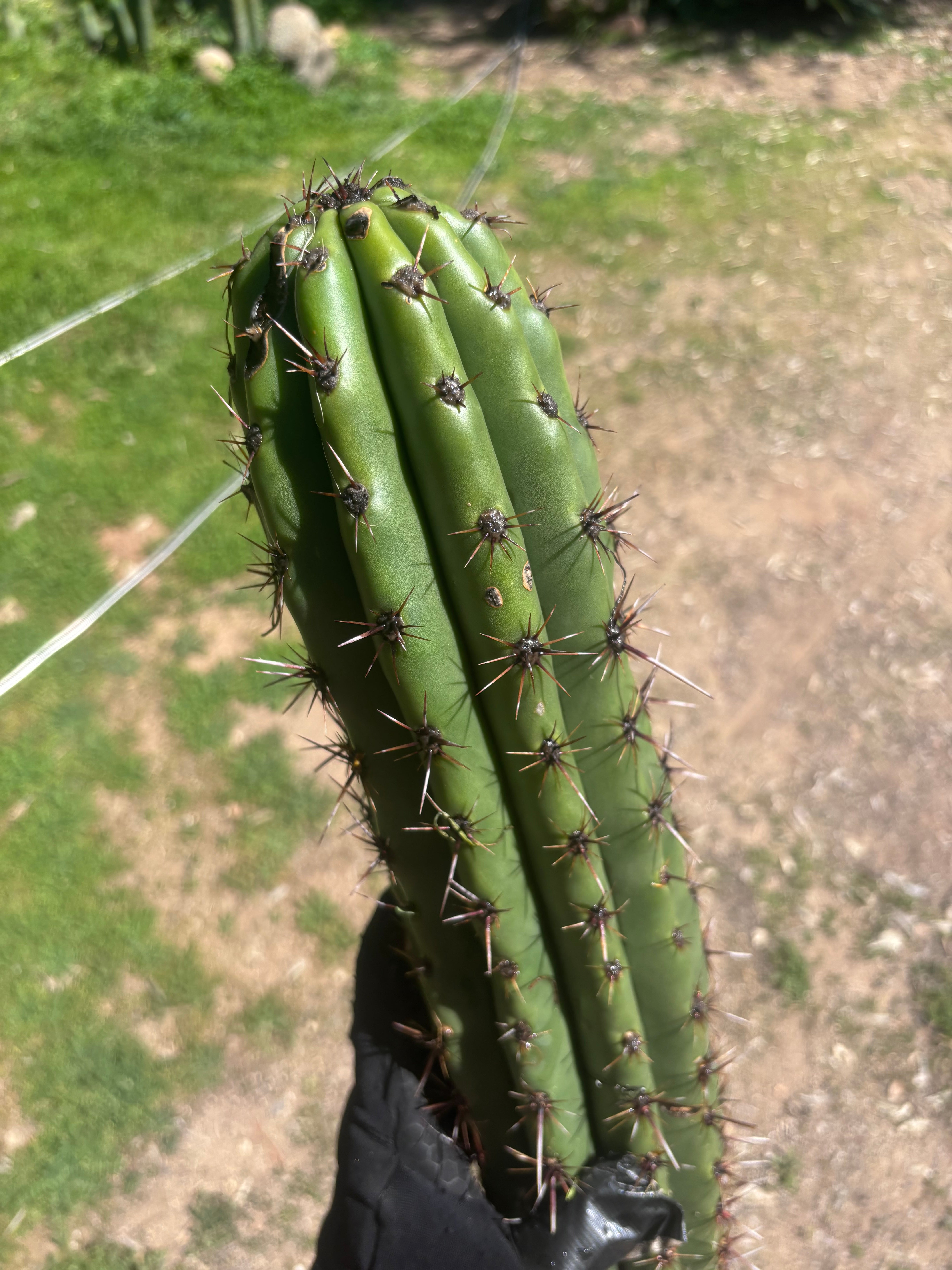 Tacaquirensis — Massive 16” Tip