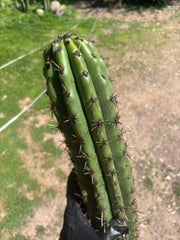 Tacaquirensis — Massive 16” Tip