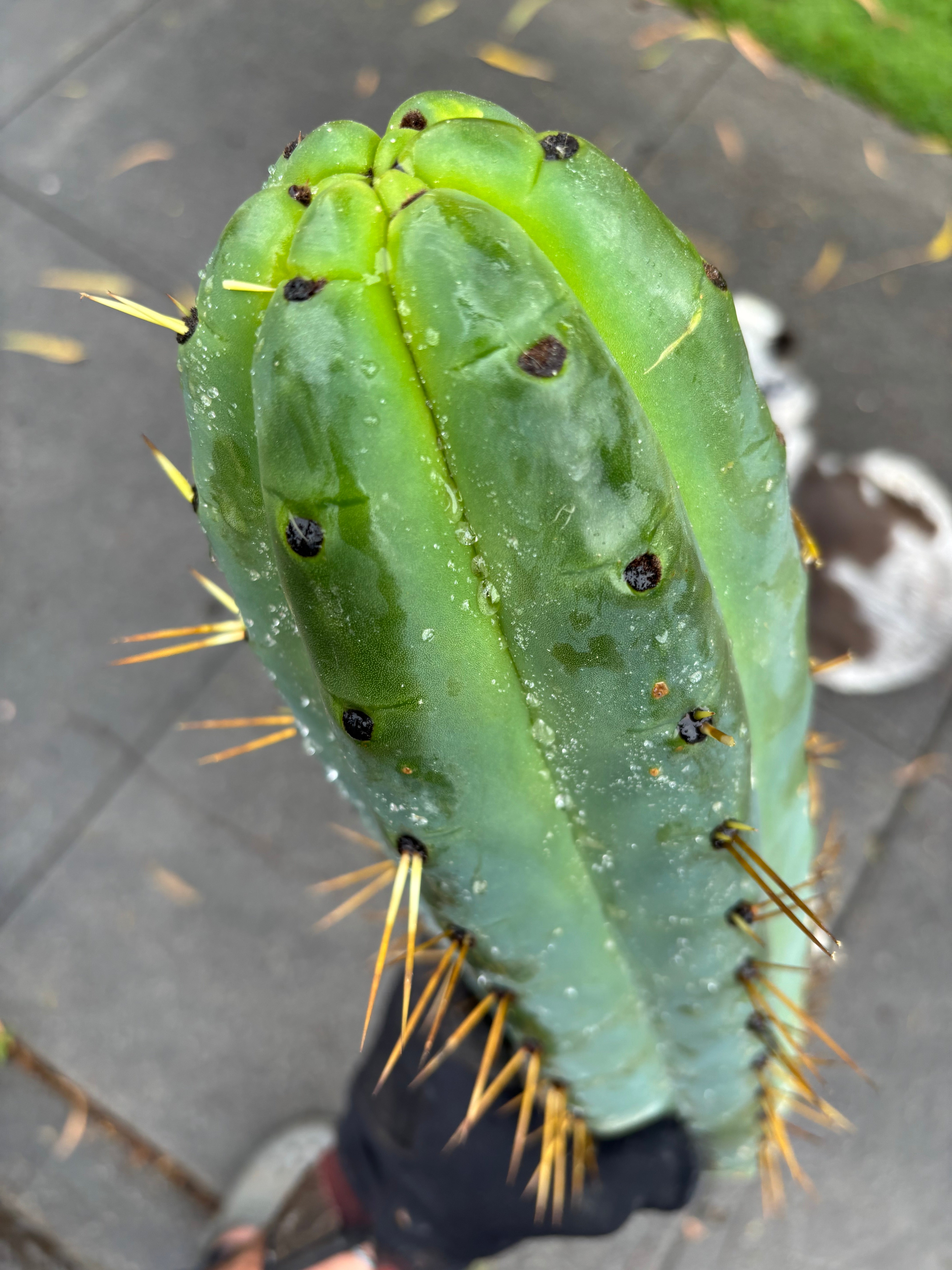 💎🌶️ SS02 x Yowie  — Massive 11” Tip