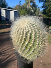 💎 T. Atacamensis — 12” x 9” Fur Melon