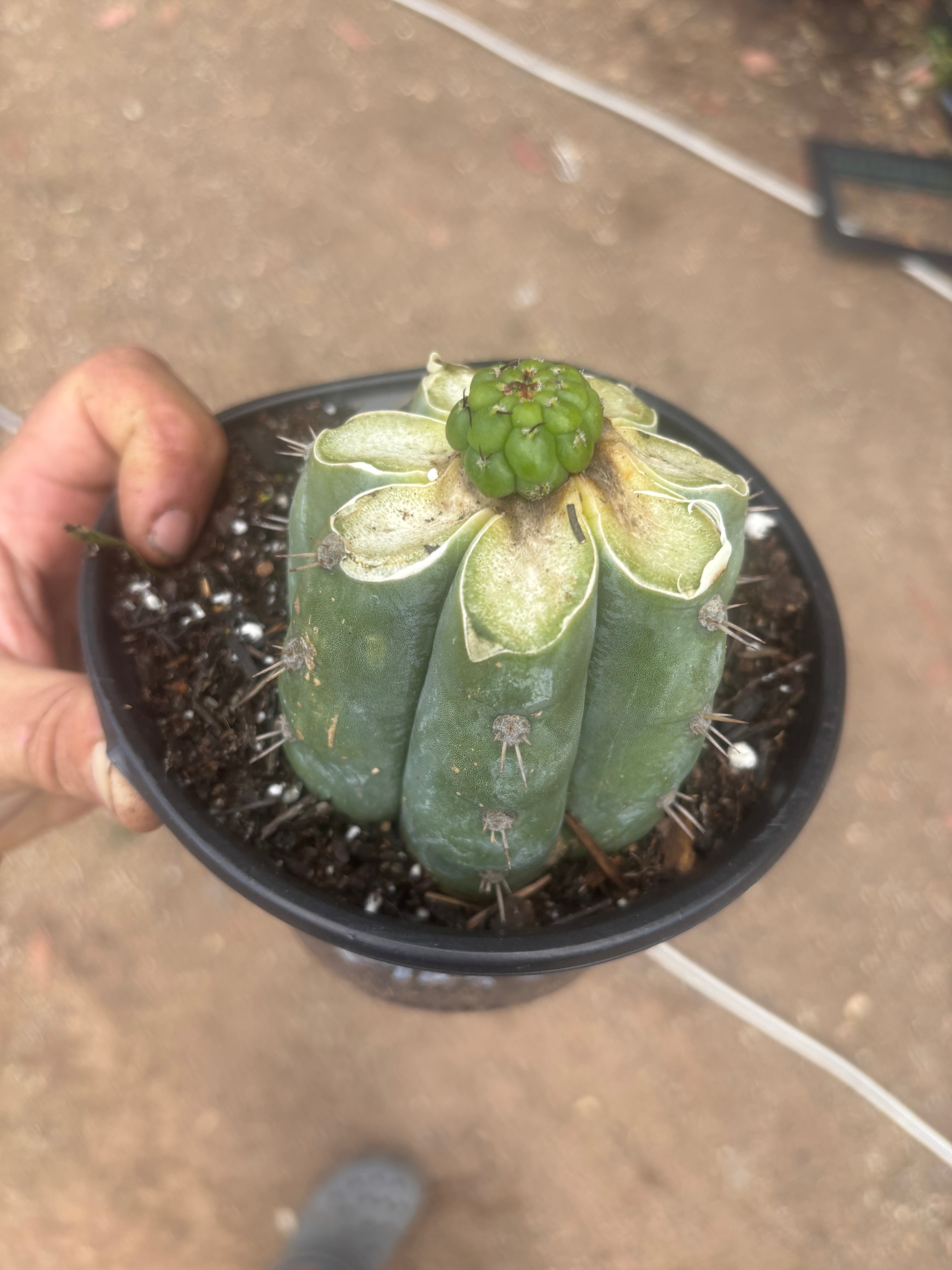 💎👑💎 Havran — Pup Graft on Rooted Shine01