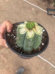 💎👑💎 Havran — Pup Graft on Rooted Shine01