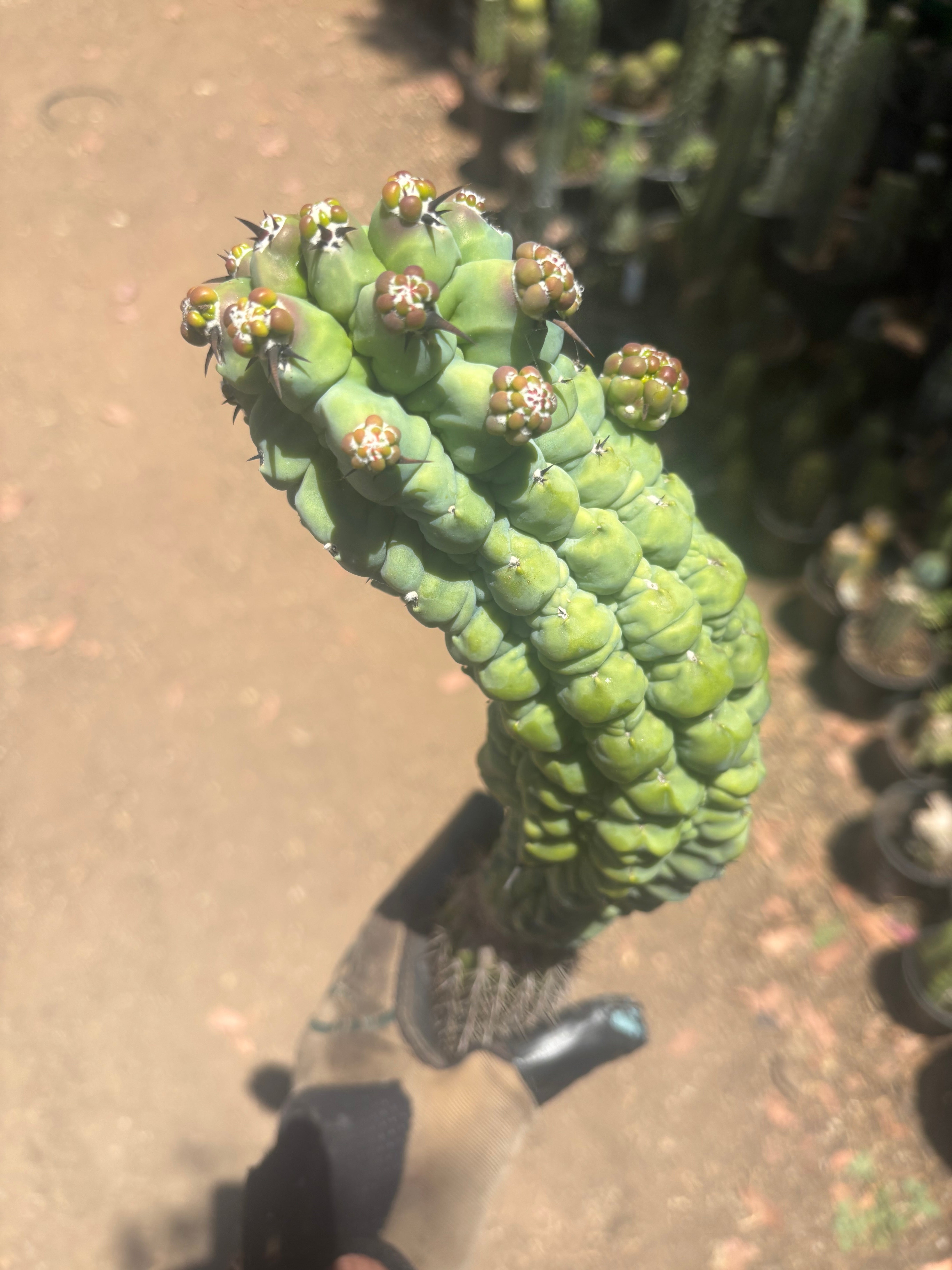 💎👑 Glorp —  XL Pupsploding Graft