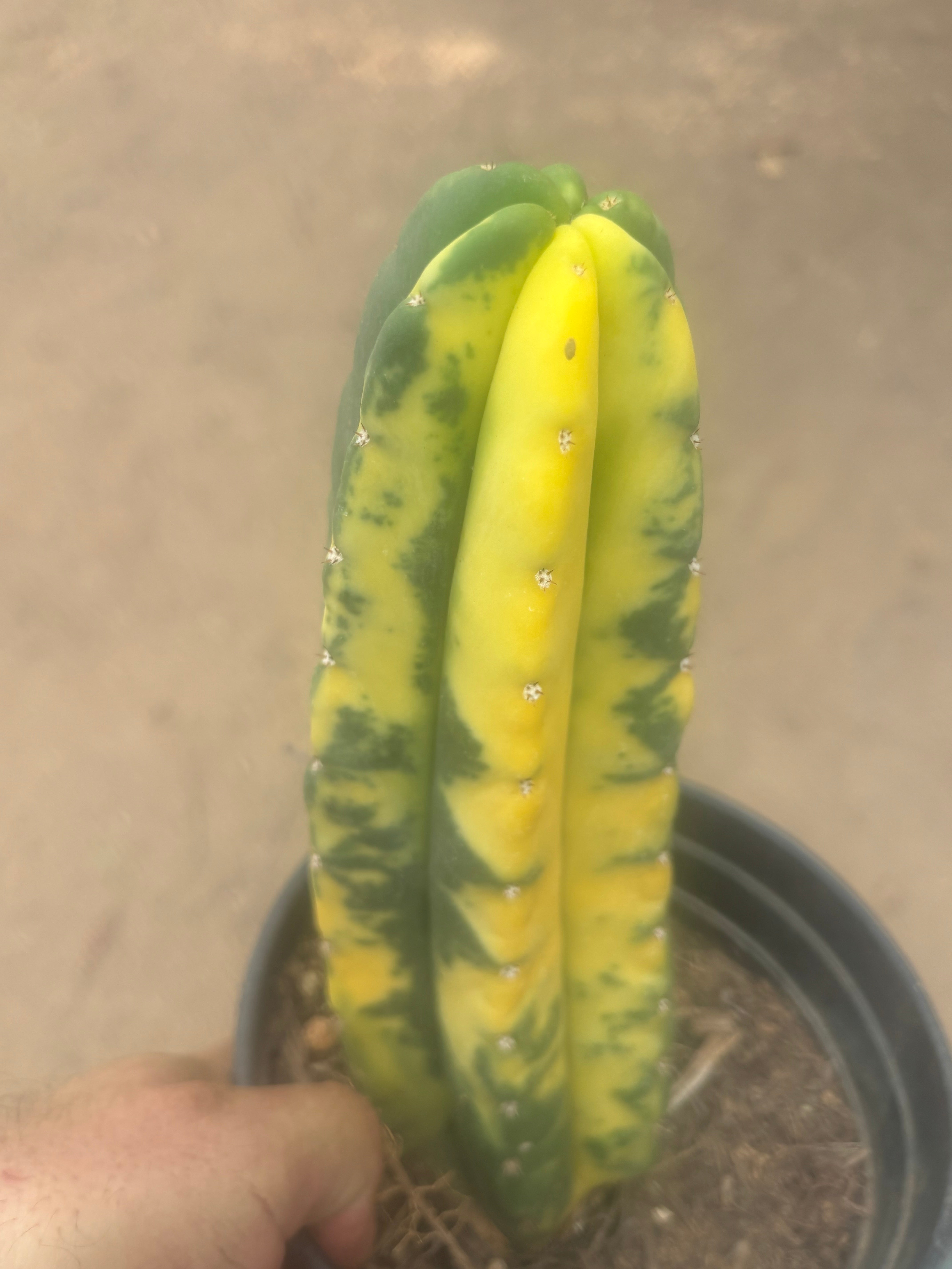 💎🔰💎💎 FVV3  — Fully Rooted 8” Pup