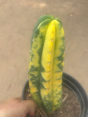 💎🔰💎💎 FVV3  — Fully Rooted 8” Pup