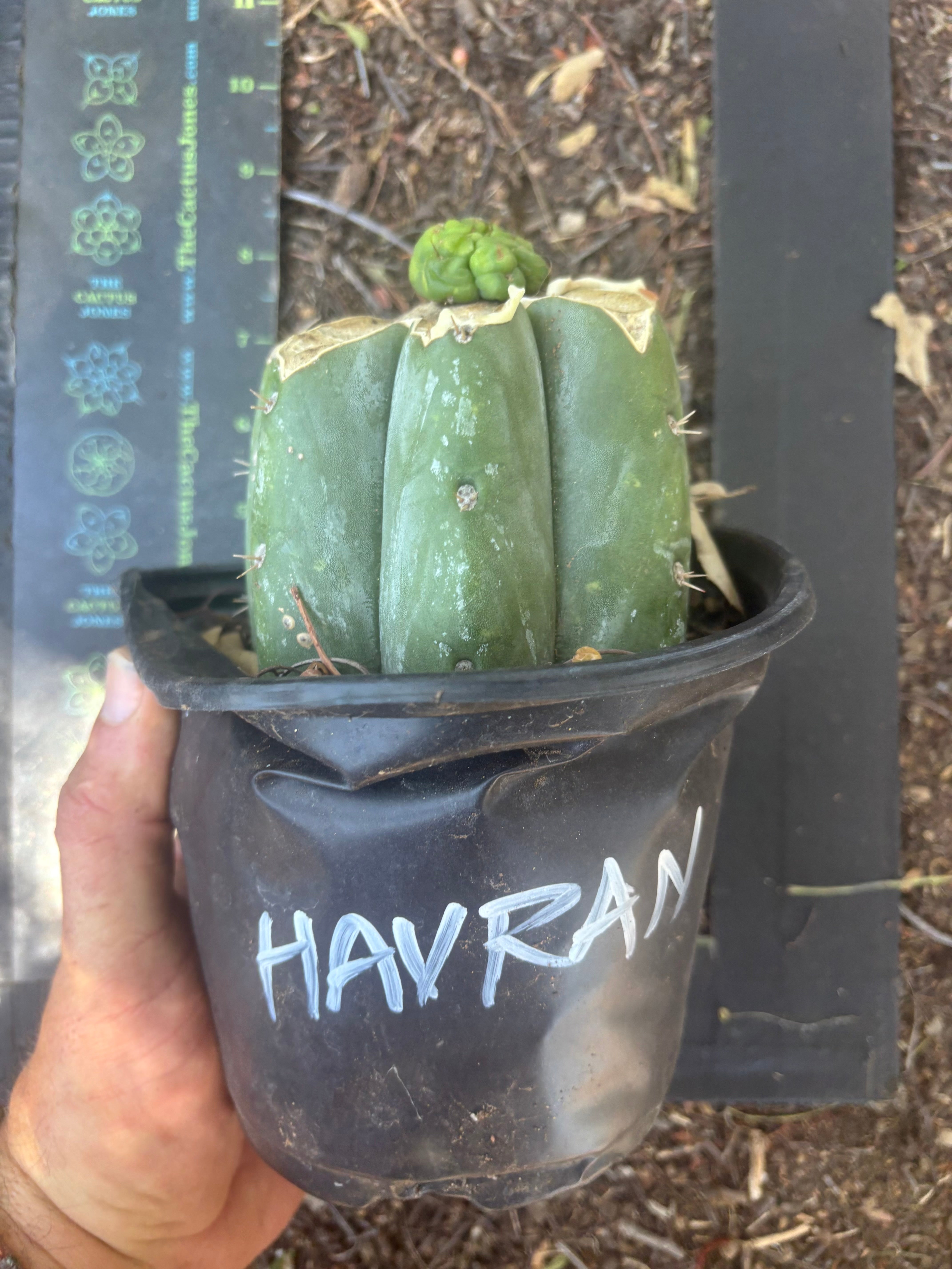 💎👑💎 Havran — Pup Graft on Rooted Shine01