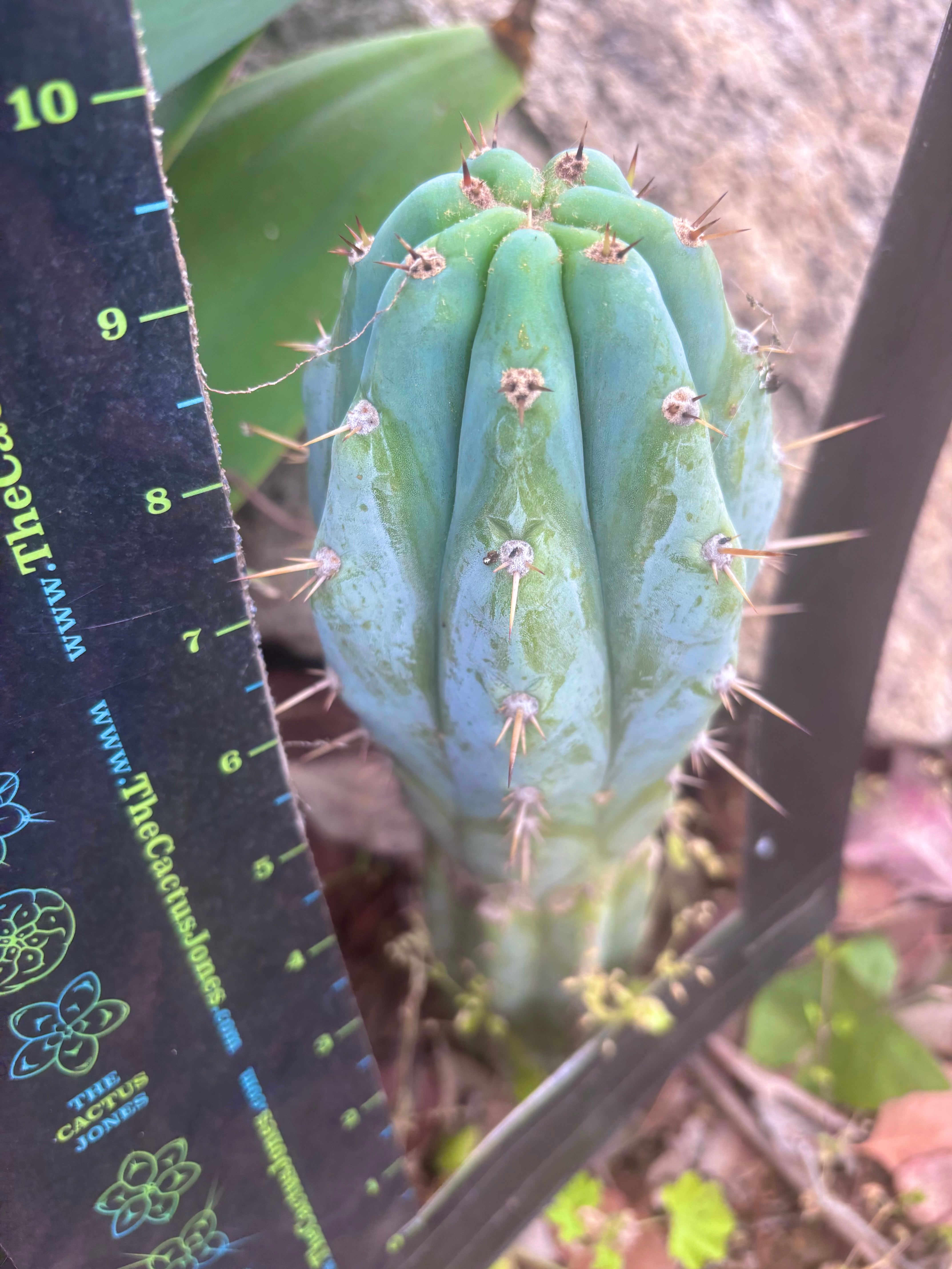 👑 Icaros — 9” Tip