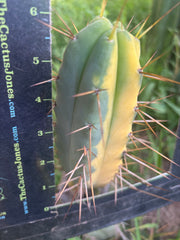 💎💎👑🌶️ MJC01  — 6” Tip