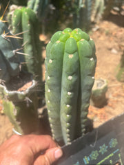 👑🌶️  Ichoca — 8” Tip