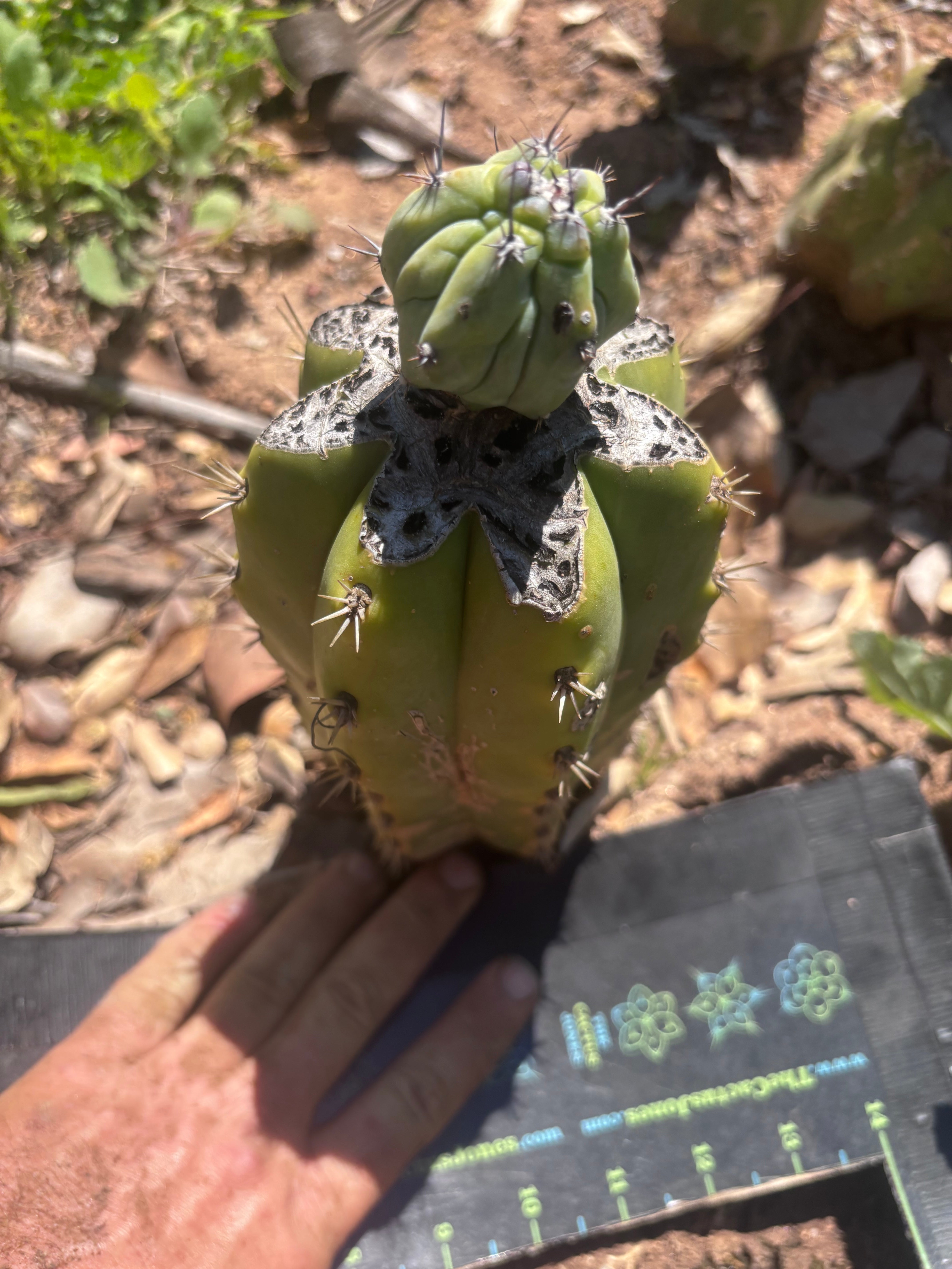 👑💎 Grecas Tip Graft — Fully Rooted