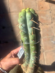 💎🌶️🌶️ NOM —  12” Notch Bomb