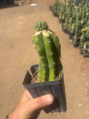 💎👑💎 Havran — Pup Graft on Rooted PC