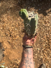 👑🌶️🌶️ SS02 — Rooted Mid