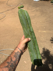 💎👑💎 Havran — XL Butt Graft w/ Pup