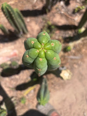 👑🌶️🌶️ Ogun — Fat 10” Tip