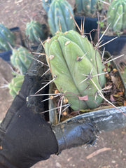 👑🌶️ Jiimz Strong Spine — Rooted Tips