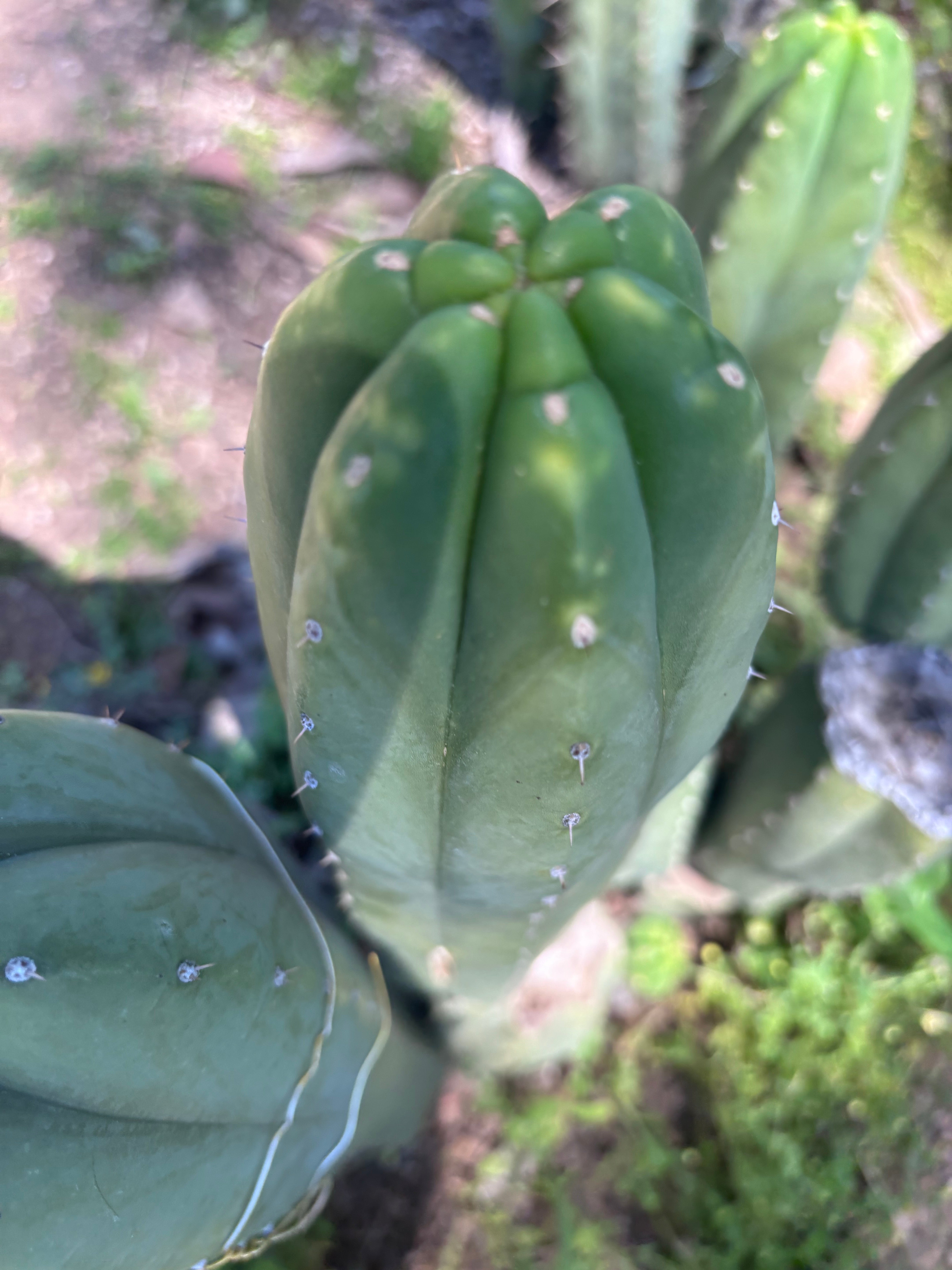 👑🌶️ DaFuq —  XL 14” Pup
