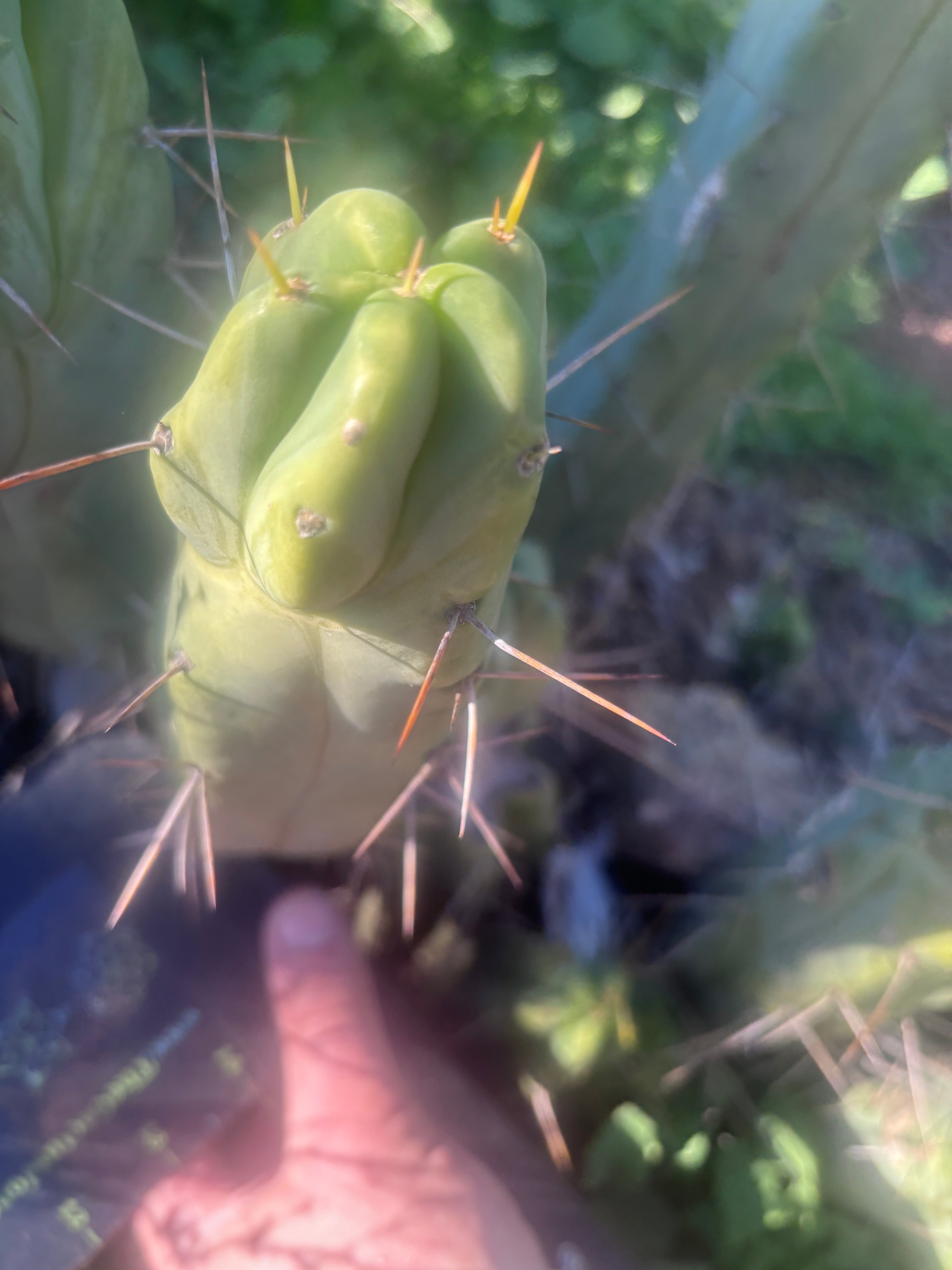 👑🌶️  Mel — 8” Pup