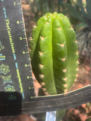 💎👑💎🌶️ CareBear — 6.5” Tip