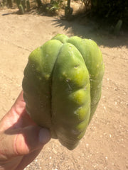 👑 Aussie Scop — 8” FourWang 💎