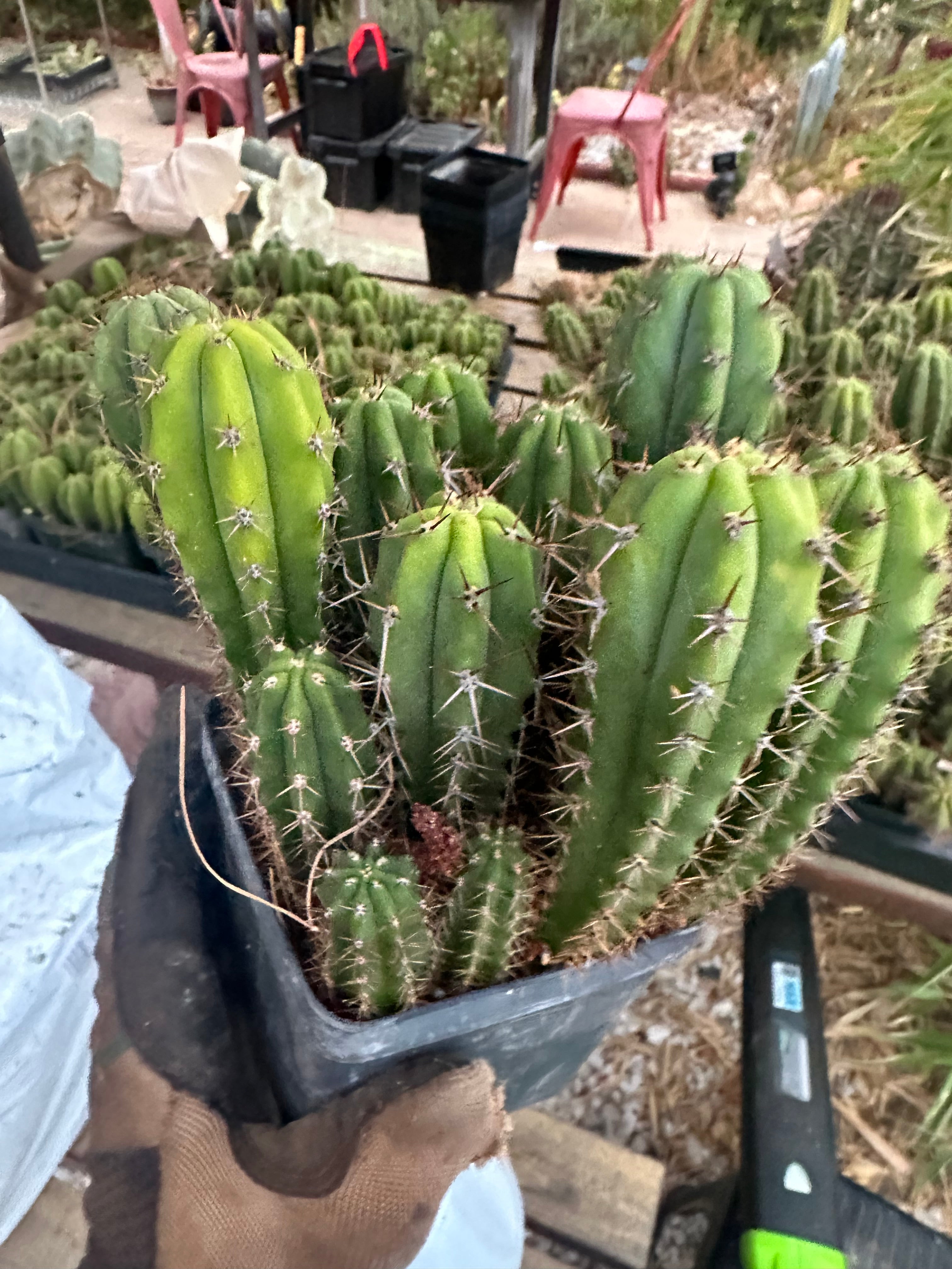 Latest Seedlings! Ventucky Blue x Fillmore