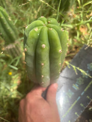 👑🌶️🌶️ KR04 — 7.5” Pup