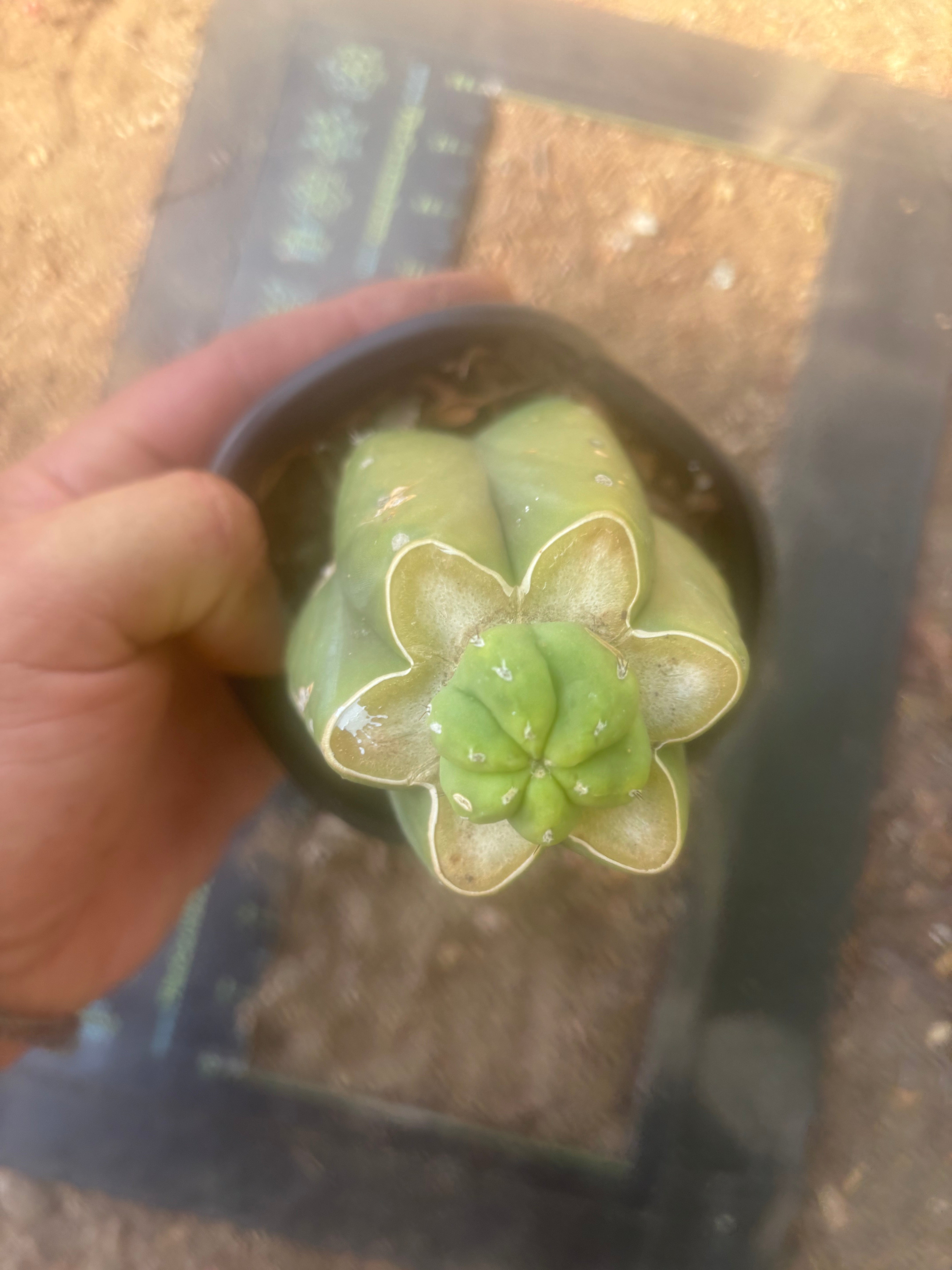 👑💎🌶️  CSD — Pup Graft on Rooted Pierre