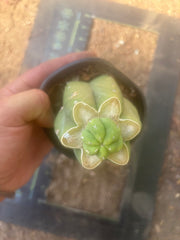 👑💎🌶️  CSD — Pup Graft on Rooted Pierre