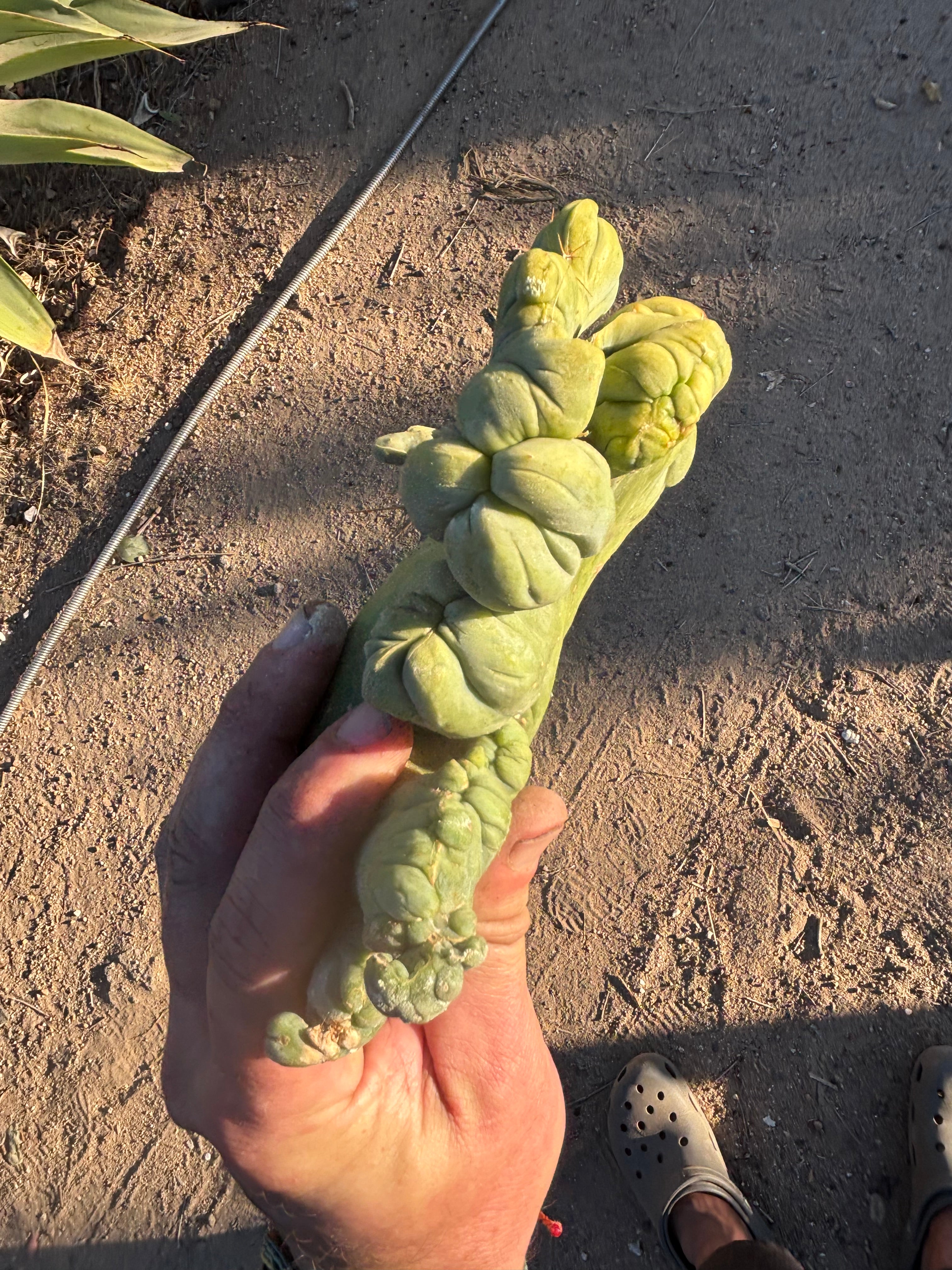 👑💎🌶️🌶️ TBMC — Large Crest