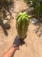 💎 SS02 x DeCosta — XL Seed Grown 21”
