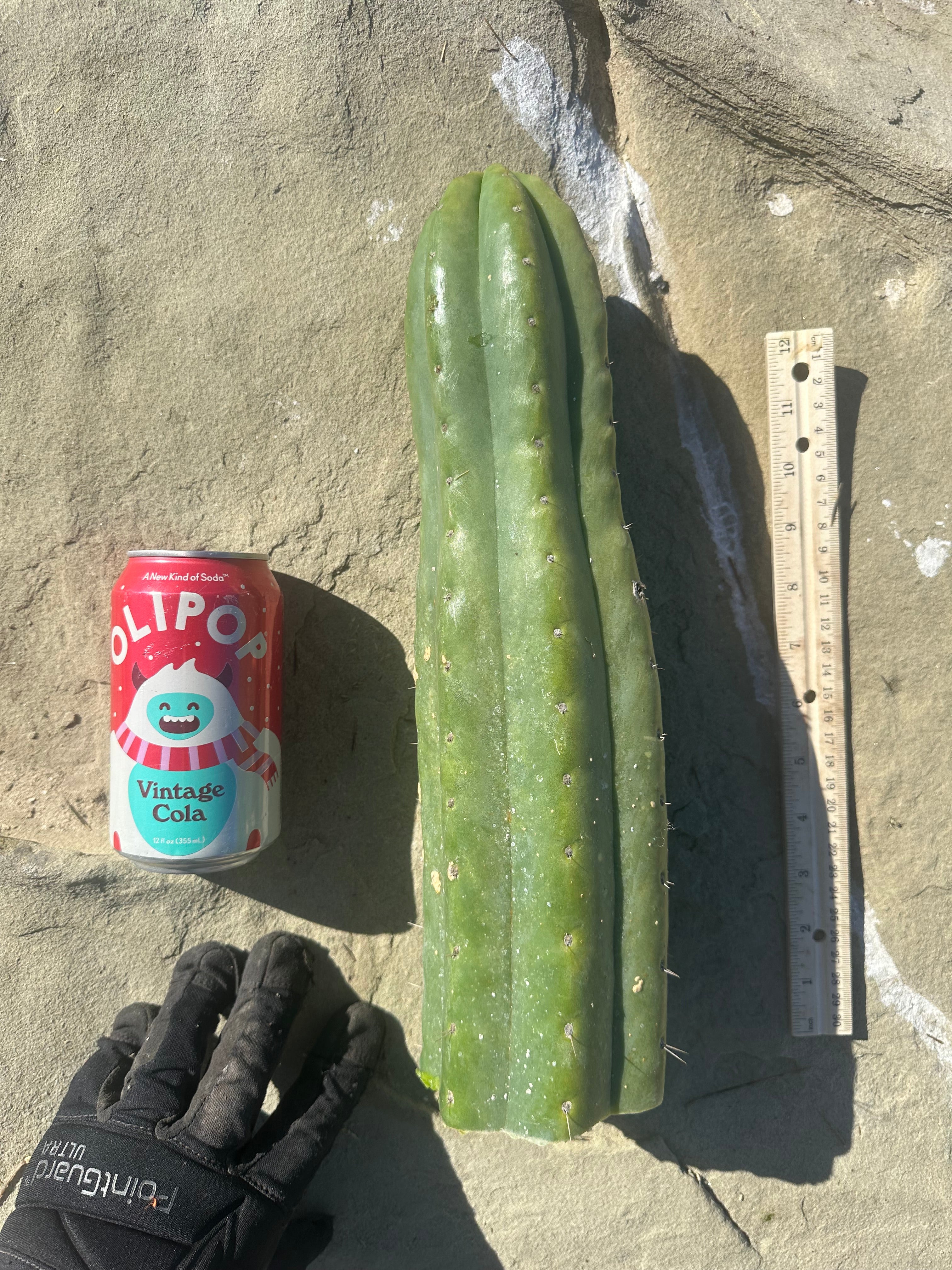 👑🌶️ Tom Juuls Giant  — XL Thick 15” Tip