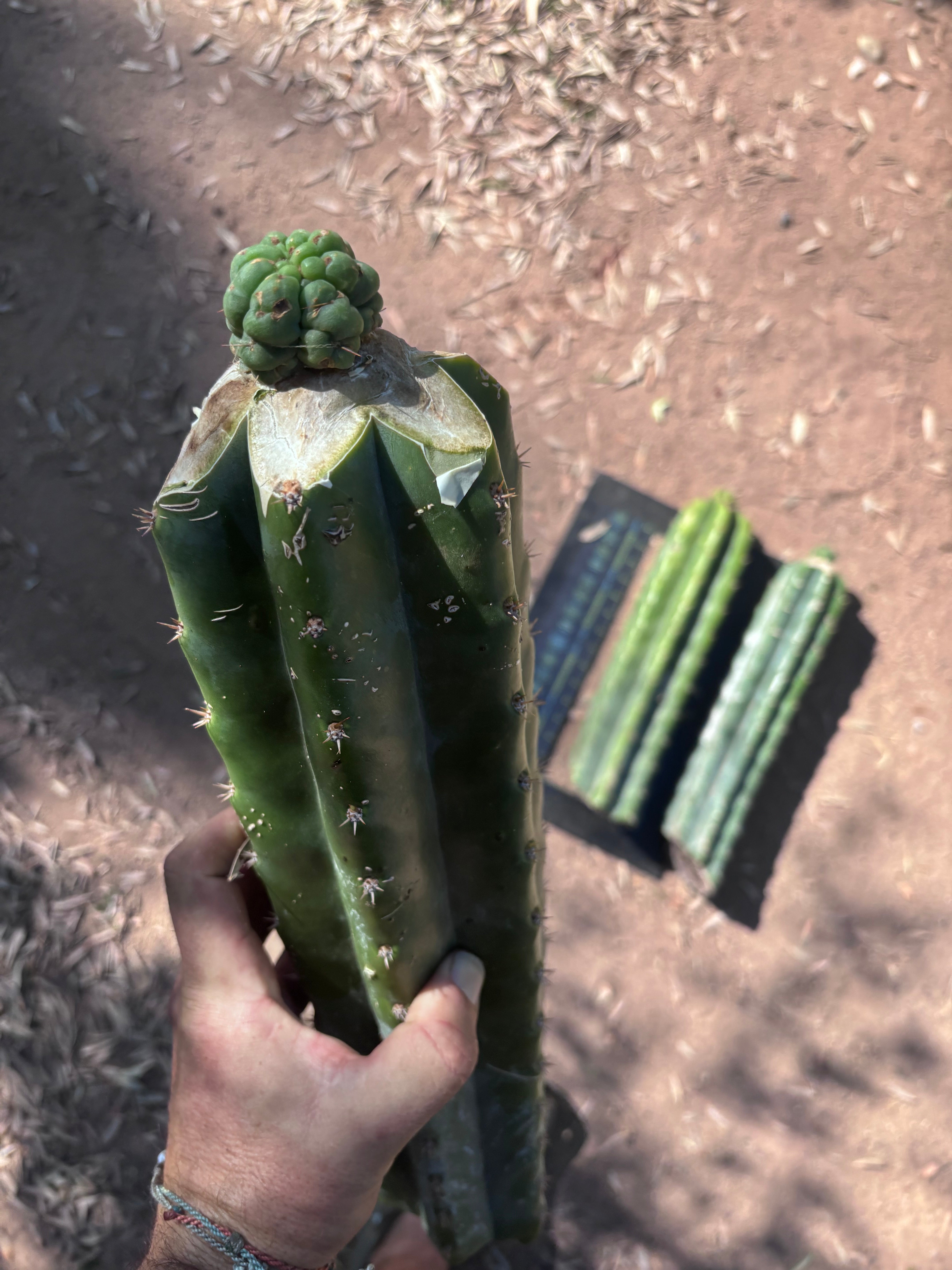 💎👑💎 Havran — Tip Graft on XL Magnum Stock (3 Available)