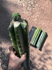 💎👑💎 Havran — Tip Graft on XL Magnum Stock (3 Available)